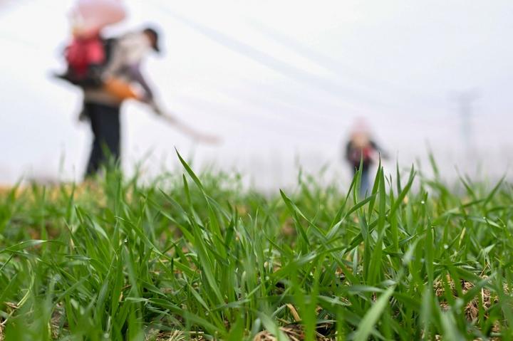 2026年2月4日,农民在江苏省昆山市锦溪镇长云村麦田间喷打化肥。新华社发(王须中摄)