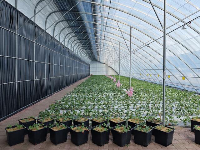 2026年3月12日,伊春森工友好林业局有限责任公司的“零能耗”大棚里,鲜果长势喜人。新华社记者 王祚 摄