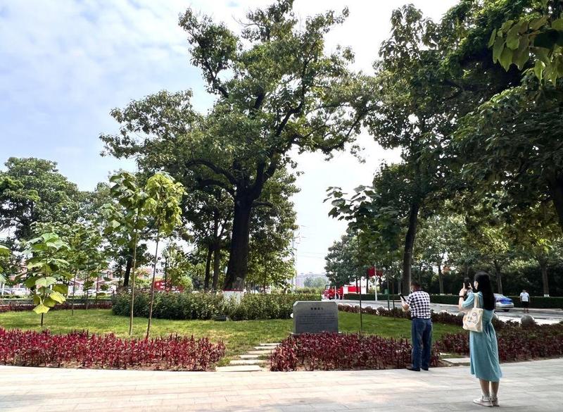 2022年8月15日,在河南省开封市兰考县焦裕禄干部学院门口,人们在“焦桐”下参观。新华社记者 郝源 摄